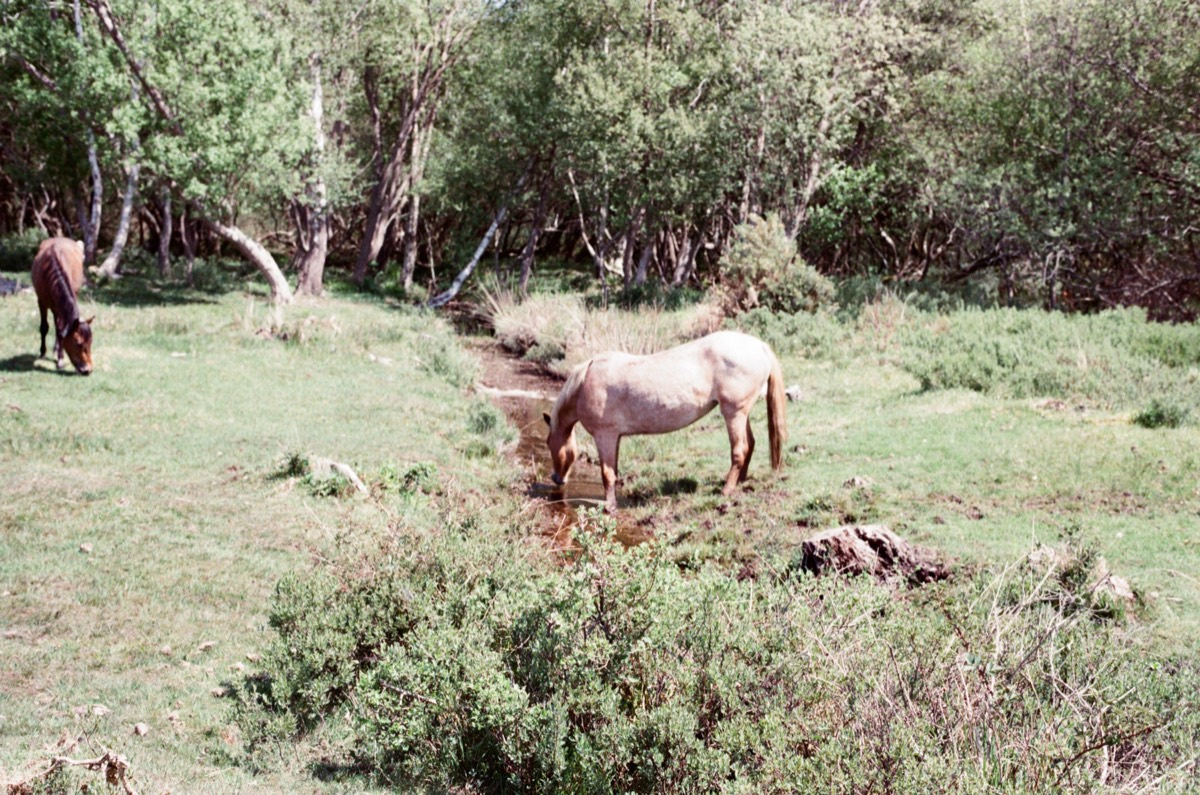 Horse in the new forset